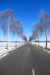 Birch avenue in winter