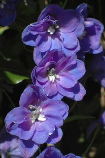 Blue delphinium flowers on black background
