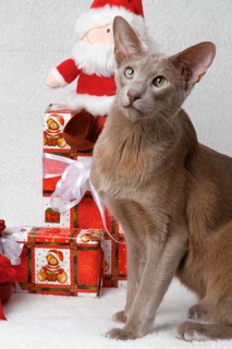 Oriental shorthair cat Christmas decoration