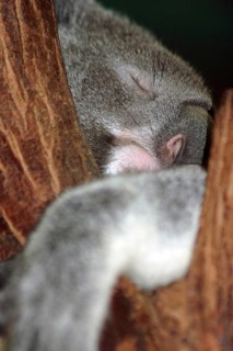 Closeup of an Australian koala, Phascolarctos cinereus, asleep in a eucalypt tree