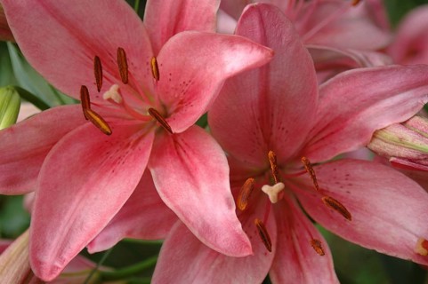 Closeup of pink Asiatic Lily, Royal Love