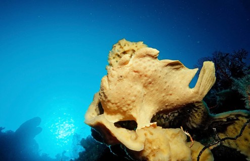 Giant frogfish, Toadfish, Antennarius commersonii, Indonesia, Wakatobi Dive Resort, Sulawesi,