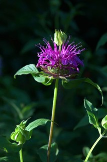 Mauve flower against black background
