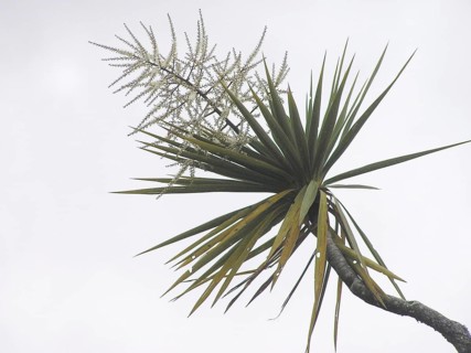 Flowers on Cabbage Tree, Cordyline australis, West Coast, South Island, New Zealand, Oceania