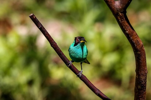 Green honeycreeper, front view, perched on a branch against defocused background, Folha Seca,