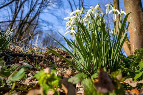 Spring awakening in the Selke valley Harz blooming snowdrops