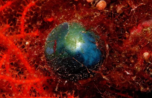 Bubble algae, Valonia ceae, Indonesia, Wakatobi Dive Resort, Sulawesi, Indian Ocean, Banda Sea,