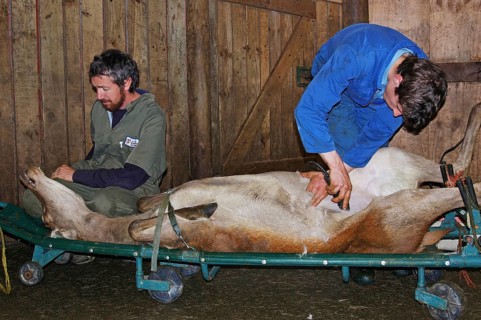 GREYMOUTH, NEW ZEALAND, CIRCA 2006: Men prepare a red deer hind for an embryo transfer programme