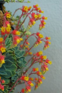 Ice plant flowers on side of patio planter
