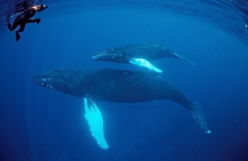 Humpback whale, mother, calf and snorkeller, Megaptera novaeangliae, Silverbanks, Caribbean Sea,