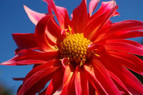 Red dahlia against blue sky