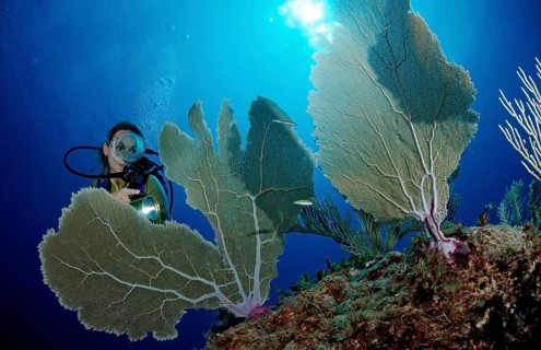 Diver at a Caribbean gorgonian, Punta Cana, Caribbean Sea, Dominican Republic, Central America
