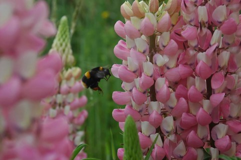 Bumblebee hones in on pink lupins