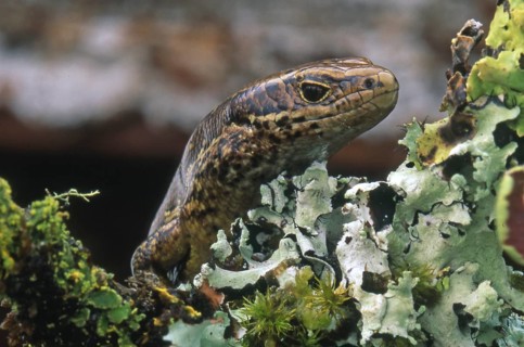 Portrait of copper skink, Lieolopisma aeneum, South Island, New Zealand, Oceania