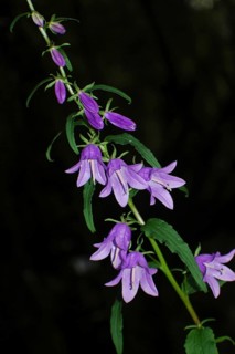 Purple campanula flowers on black background