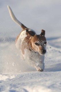 Jack Russell Terrier, old dog, male dog, jumping, movement, deep snow, whirled up snow, fast