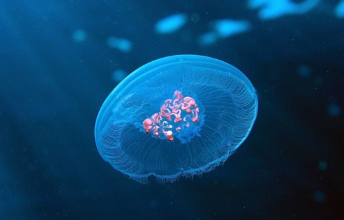 Box jellyfish, Aurelia aurita, Egypt, Sha'ab Shouna, Red Sea, Africa