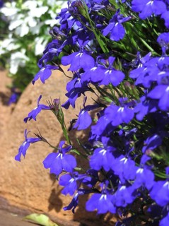 Blue lobelia