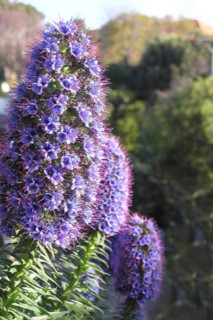 Tall spire of blue Echium flowers