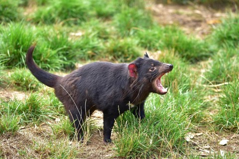 Tasmanian devil in conservation park in Tasmania, Australia, Oceania