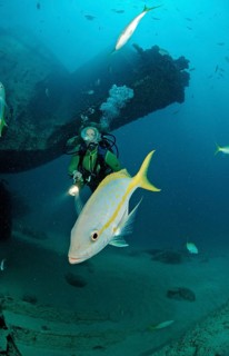 Yellowtail snapper and diver, Ocyurus chrysurus, Punta Cana, Caribbean Sea, Dominican Republic,
