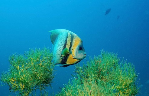 Cortez Angelfish, Pomacanthus zonipectus, Mexico, Lake Cortez, Lower California, La Paz, Central