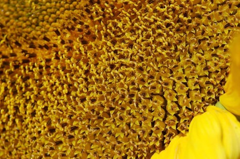 Centre of giant sunflower