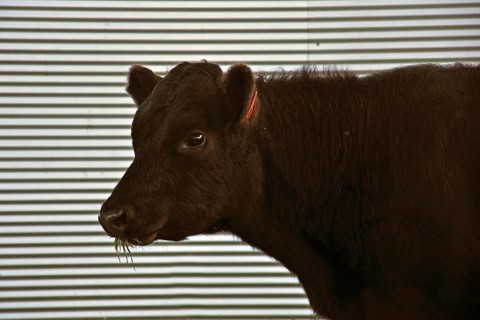 Cute Angus yearling calf, Westland, New Zealand, Oceania