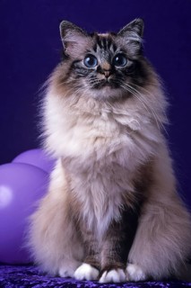 Holy Birman cat, female, 5 years, cat, soul-tabby-point