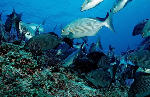 Rabbitfish, Siganus sp., Mexico, Lake Cortez, Lower California, La Paz, Central America