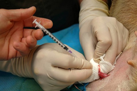Vets implant an embryo into the uterus of a surrogate hind during an embryo transfer programme on