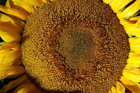 Centre of giant sunflower
