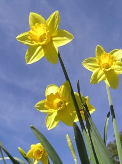 Yellow daffodils leaning forward