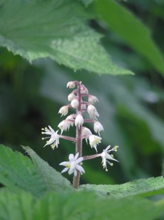 White sprays of Tiarella cordafolia