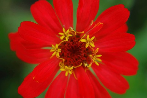 Red zinnia against green background