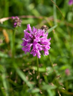 Wild flower Betony, growing on chalk downland The South Downs in Sussex