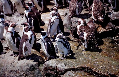 African penguins, Spheniscus demersus, South Africa, Addo Elephant National Park, St. Croix, Port