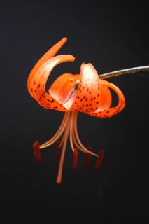 Orange tiger lily on black background, vertical format