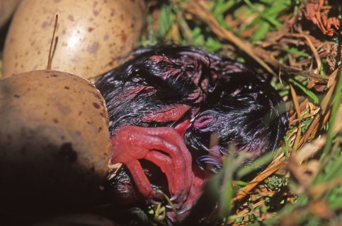 Pukeko chick hatching (Porphyrio porphyrio)