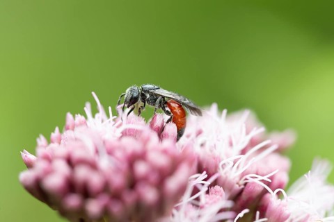 Blood bee (Sphecodes), on flower, North Rhine-Westphalia, Germany, Europe