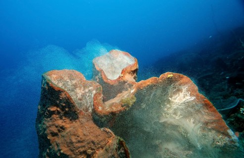 Sponge laying eggs, Komodo National Park, Indian Ocean, Indonesia, Asia