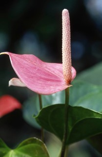 Pink flower, Arum lily, Zantedeschia aethiopica