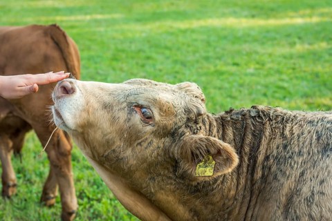 Woman's hand patting a young bull nose, very people friendly and with a dirty fur, at a small