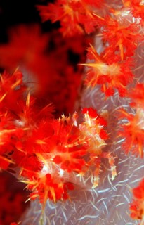 Soft coral spider crab, Hoplophrys oatesii, Indonesia, Wakatobi Dive Resort, Sulawesi, Indian