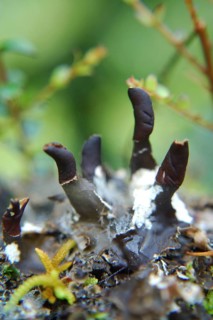 Fruiting bodies on a small lichen, West Coast, South Island, New Zealand, Oceania