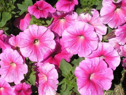 Pink petunia flowers