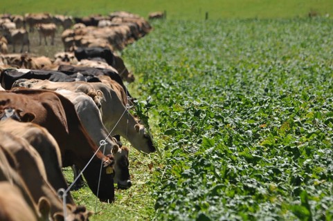 Jersey cows at the break fence for a winter feed of turnips, Westland, New Zealand, Oceania