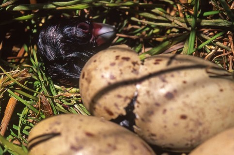 Pukeko chick hatching (Porphyrio porphyrio)