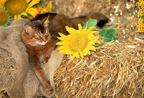 Somali cat wild colours 5 years old
