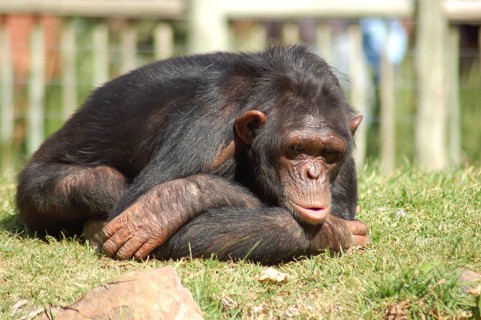 Chimpanzee in a zoo, looking depressed